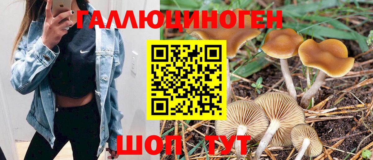 Галлюциногенные грибы Psilocybine cubensis Углич